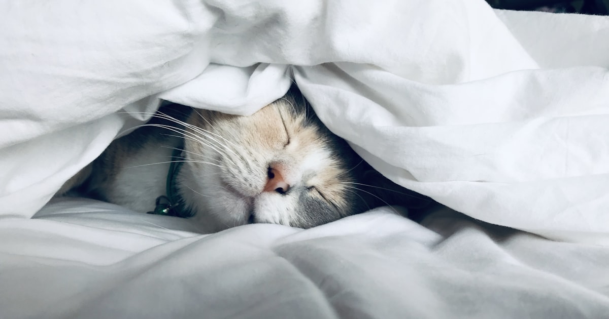 Complément alimentaire sommeil : le guide complet 2026