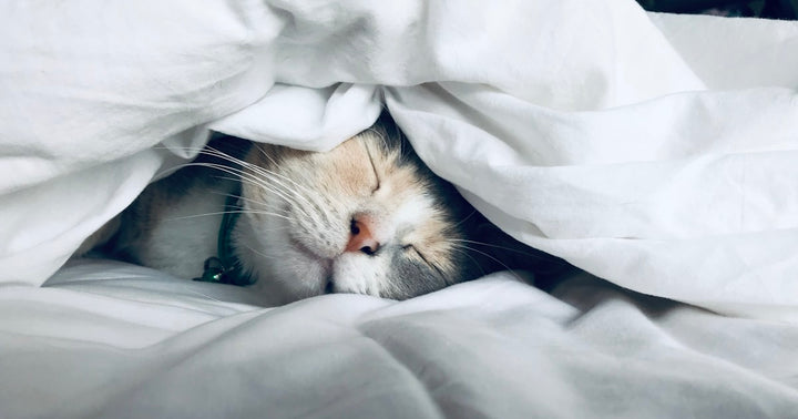 Complément alimentaire sommeil : le guide complet 2026