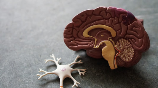 Réseau neuronal illustrant la régulation attentionnelle et le rôle des compléments dans le TDAH adulte
