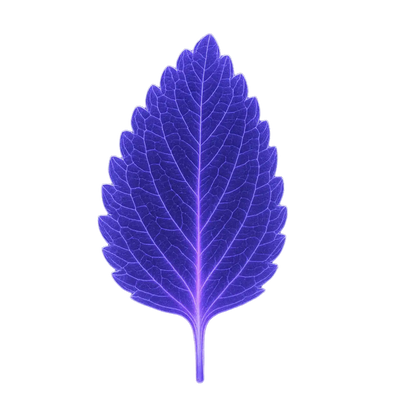 Feuille de mélisse