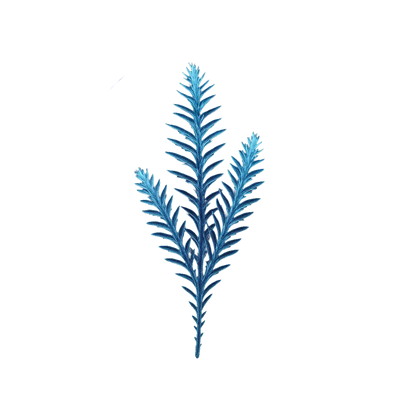 Feuille d’Huperzia