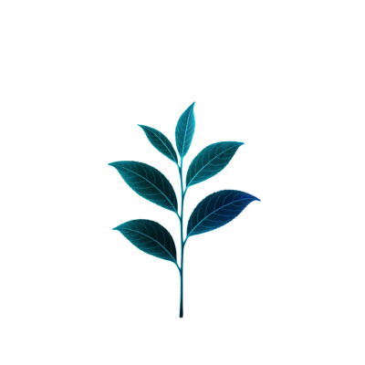 Feuille de Thé vert